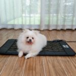 Infraröd ljusterapi för hund TrendRehab
